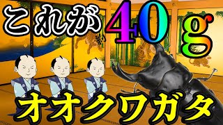 国産 オオクワガタ　２本目の菌糸交換で幼虫が巨大化した！川西 能勢YG 久留米　菌糸瓶