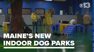 Dogs, dining and drinks: How are Maine's new indoor dog parks allowed to serve food