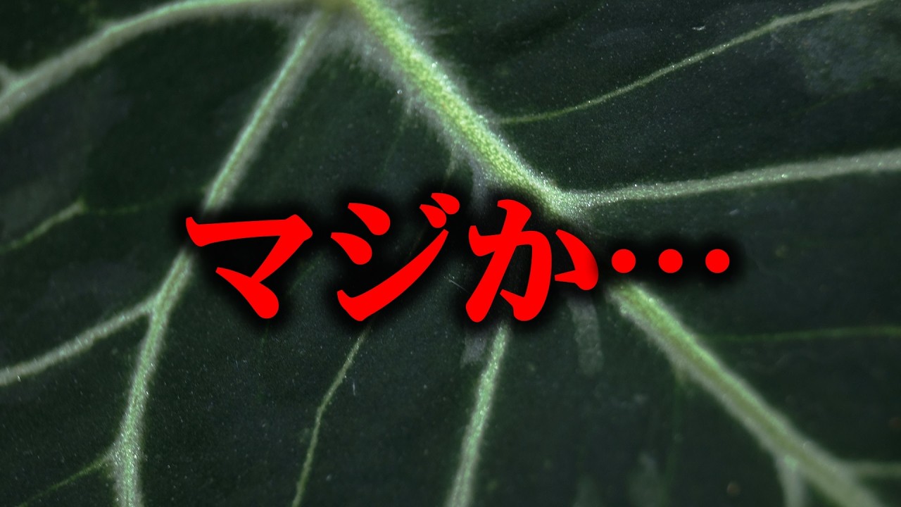超低確率の鬼レア観葉植物を見つけて、ウキウキで植え替えたら地獄でした…【アンスリウム】