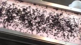 PELLENC SELECTIV' berry separator/sorter & Vision2 Optical sorter - Merlot (Napa Valley)