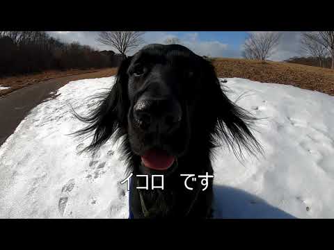初めまして！フラットコーテッドレトリーバーのイコロです　今日はいつもより余計にスリスリしています【フラットコーテッドレトリーバー＃１】