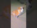 #viral #dog #puppy #barking 🐕🐕🐕🐕🐕🐕🐕