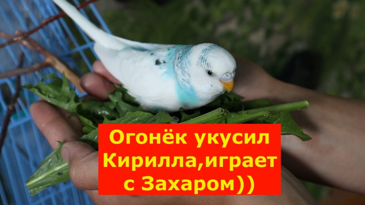 Отметь слова которые соответствуют схеме ракета огонек петелька цветок ...