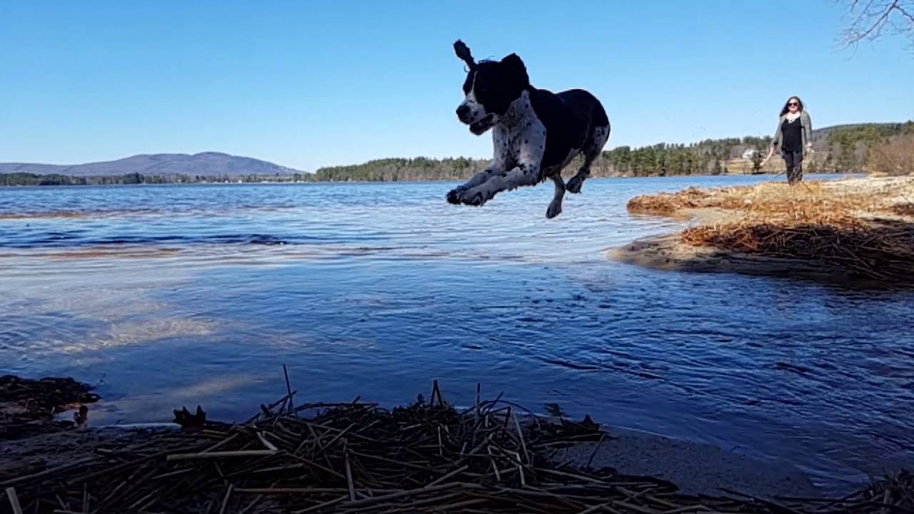 SPRINGER SPANIEL LAKE JUMPING 03-28-16