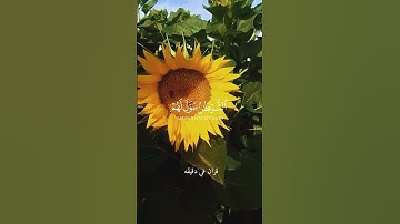 قران كريم ارح قلبك وسمعك #قران_في_دقيقة #سعد_اوزيت #المصحف #المصحف @قران_في_دقيقة