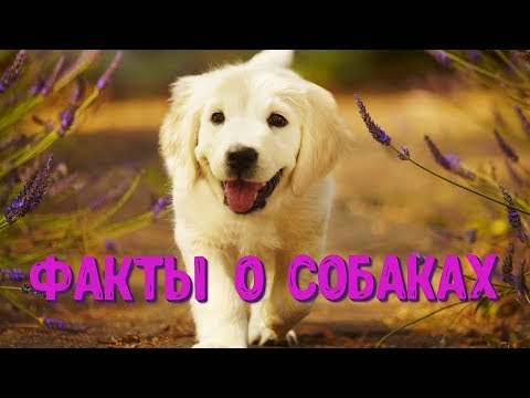 Видео: Породы собак, о которых вы могли не знать