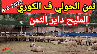 ثمن الكبش الحقيقي.. الجودة ف الكوري 4-6-2023