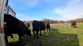 Moving Cattle to the Winter Pasture!