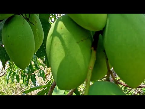 Video: Come si usa il mango Paclobutrazol?