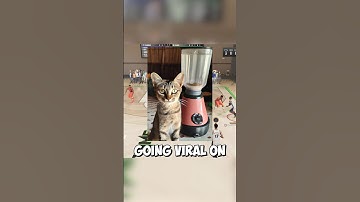 Infamous Cat Blender Video Explained