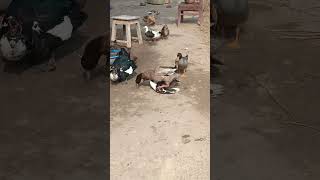 Khaki Campbell Duck And Muscovy Duck Funny Mating