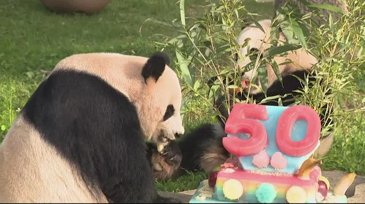 Cuteness Overload: DC Pandas celebrate 50 years at National Zoo with cake - DayDayNews