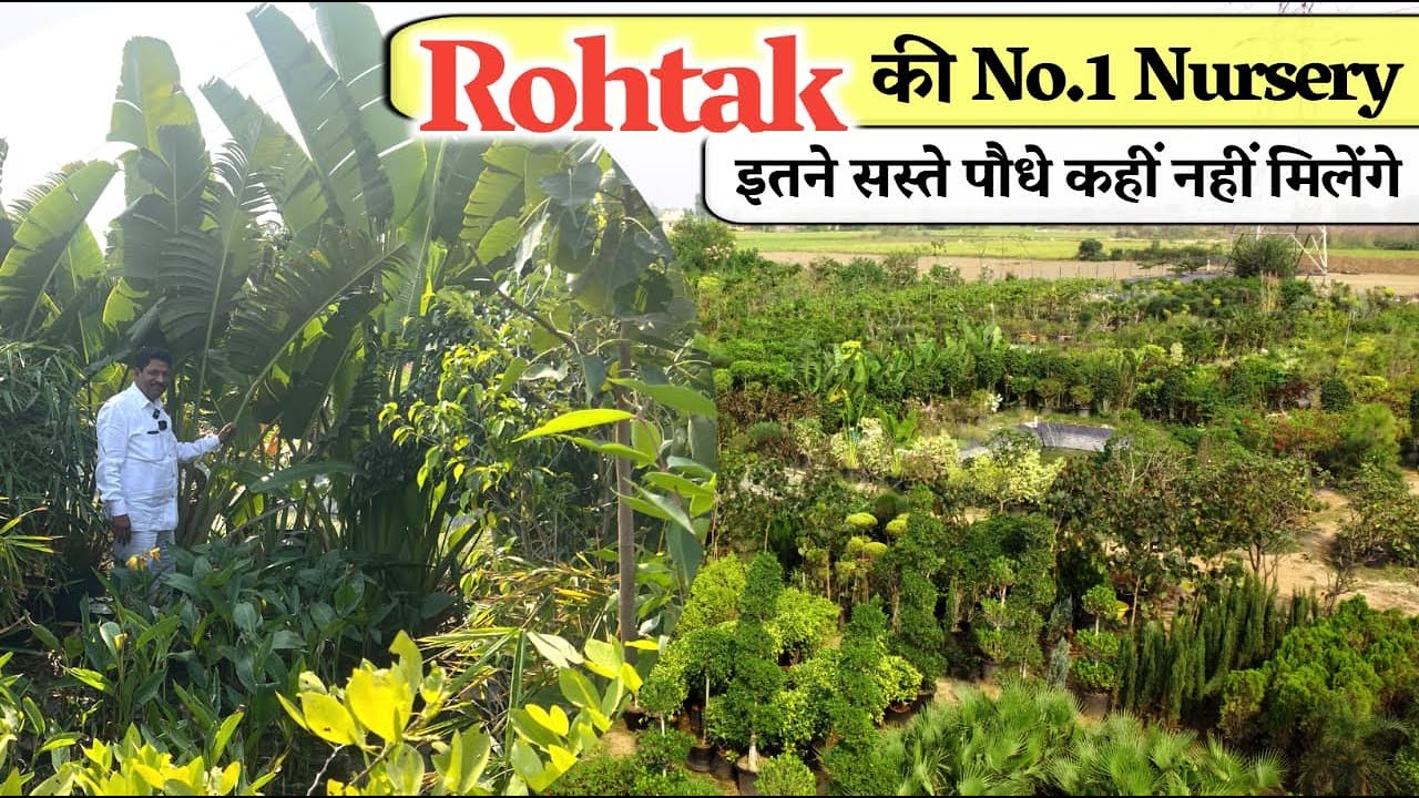 Rohtak की No. 1 Nursery इतने सस्ते Plants कहीं नहीं मिलेंगे! Indoor Outdoor Plants, Pots सब मिलेगा