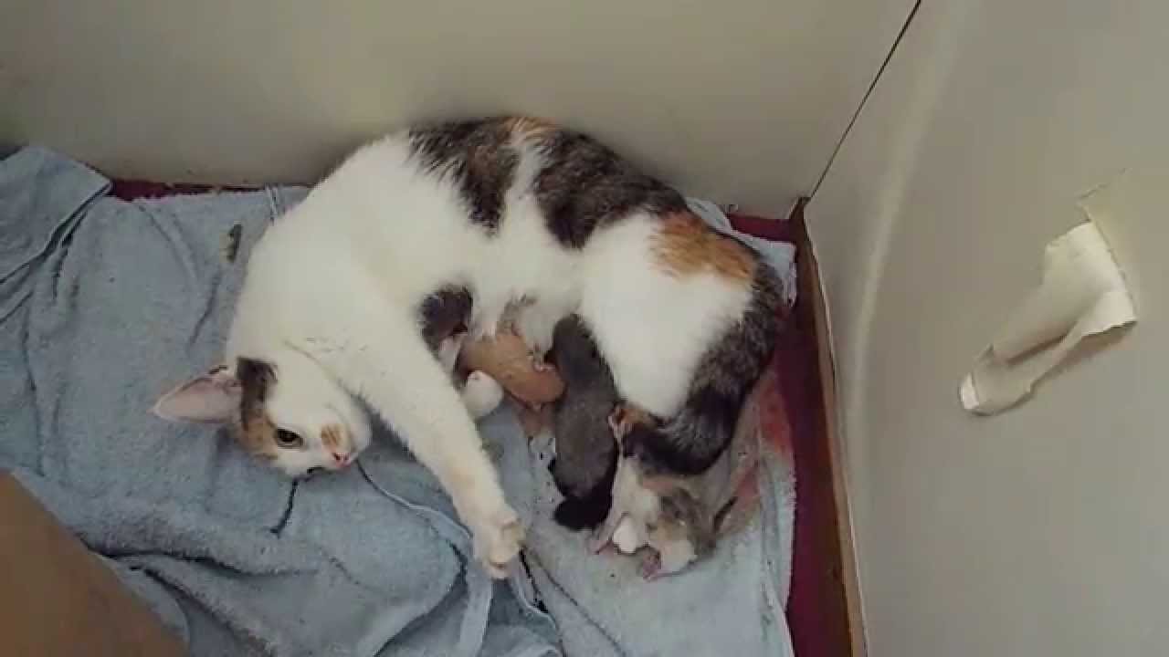 Vandaag geboren kittens drinken bij moederpoes - YouTube