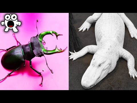 Top 10 Most Expensive Animals In The World