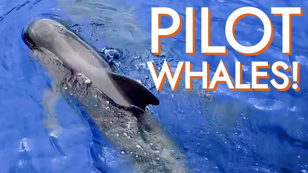 Sailing with PILOT WHALES! [Ep31 RED SEAS]