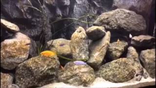 375L Mbuna Aquarium Malawisee