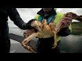 Explore TV - King Crab Safari