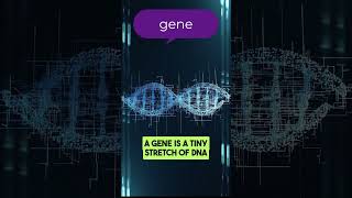 What Is a Gene? | Genetics Glossary #1
