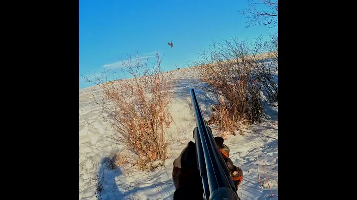 Colorado Pheasant Hunt in DEEP SNOW 23hs3