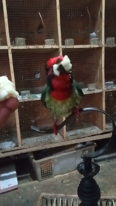 burung Takur ungkut' #shortvideo