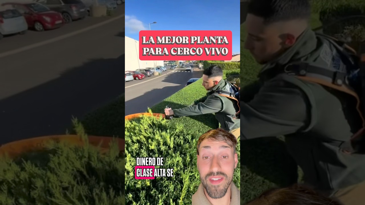 Planta Ideal para CERCO VIVO! Privacidad y Elegancia 🌲