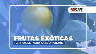 Você Conhece essas 12 Frutas Exóticas ou Especiais?