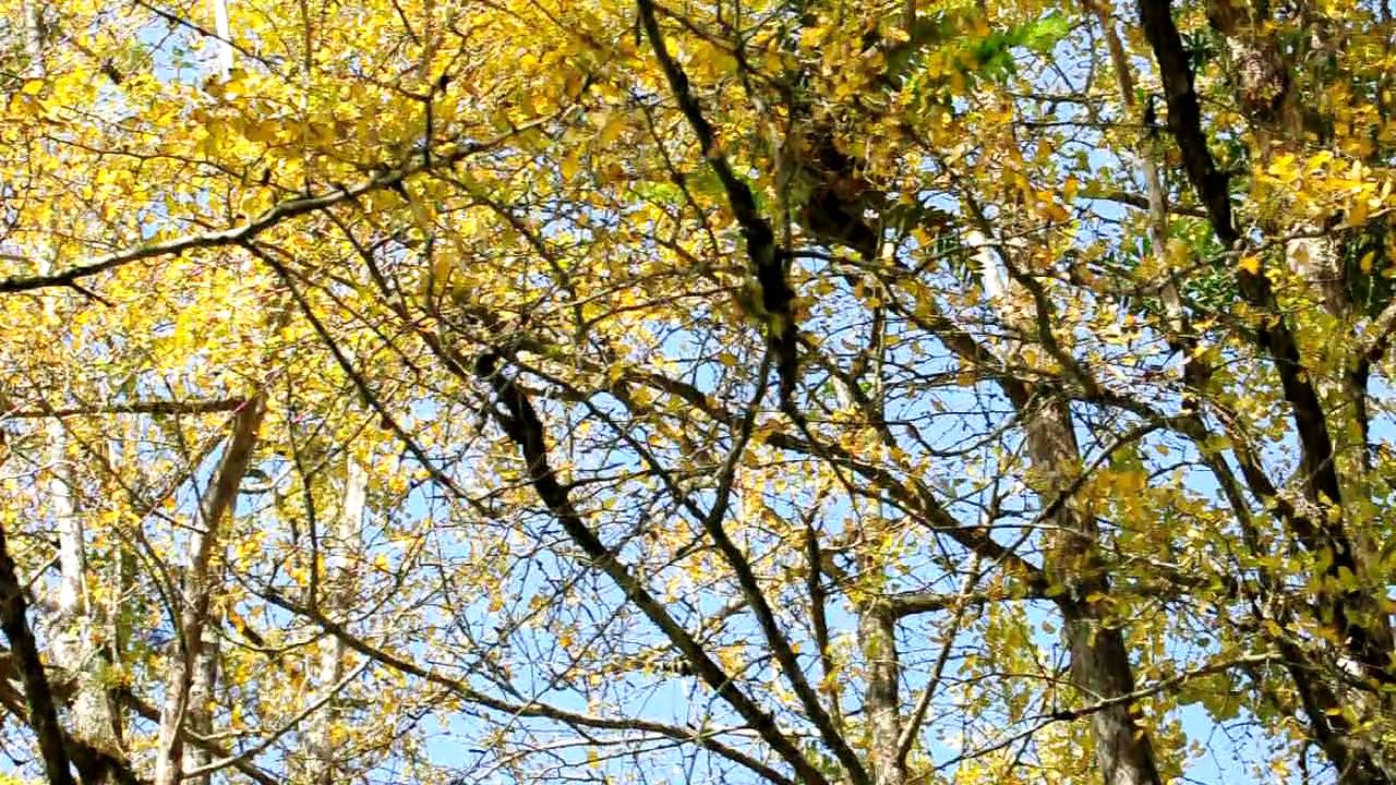 溪頭銀杏林 Youtube