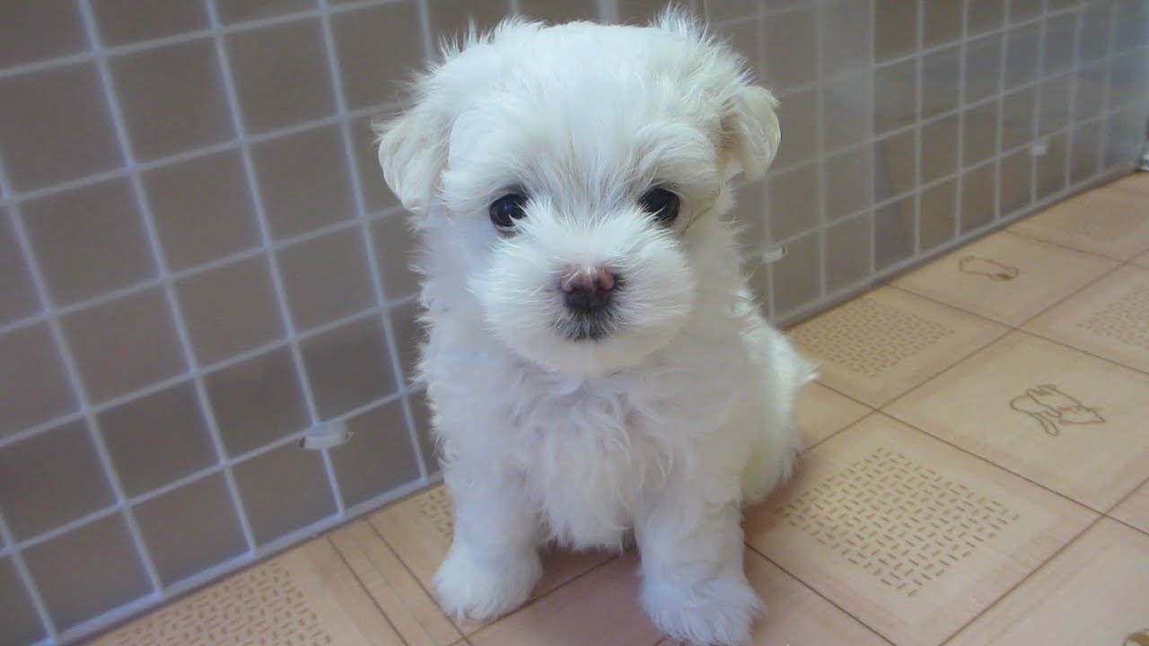 すべての動物の画像 ユニークマルチーズ イラスト リアル