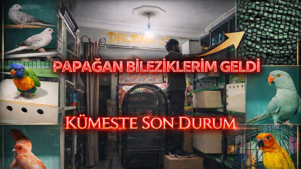 🦜PAPAĞAN BİLEZİKLERİ NEDİR NE İŞE YARAR...❓DERNEKTEN PAPAĞAN BİLEZİKLERİM GELDİ 👉KÜMESTE SON DURUM