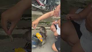 Free And Fun Entertainment Young And Old All Laugh Along masyaallahtabarakallah monkeymask