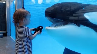 Little girl's Orca meets the real thing  'Killer Whale UpClose Tour' at SeaWorld Orlando