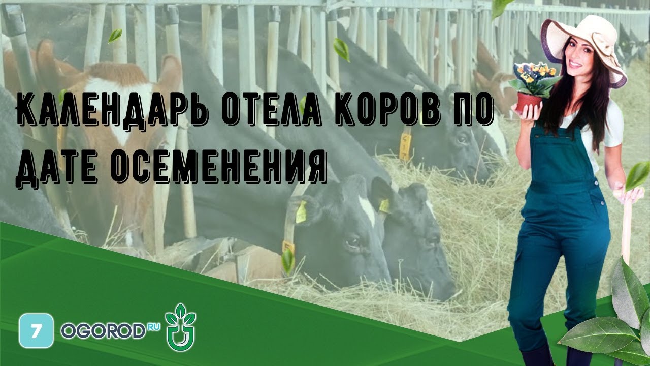 Календарь отела коров по дате осеменения