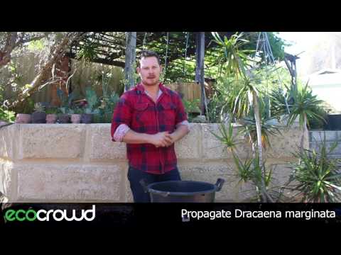 Video: Come Tagliare Correttamente La Dracaena