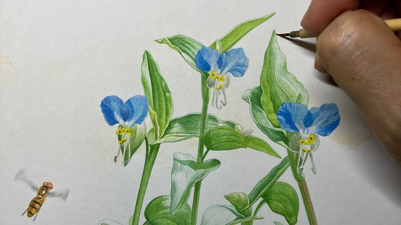 ツユクサとホソヒラタハナアブを描く】 Paint a Asiatic