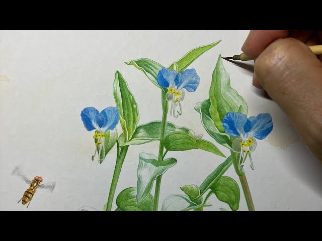 水彩画 ハナトラノオ 水彩画(センニチコウとハナトラノオ) 原画 マット無し - メルカリ