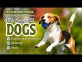 Treat People Like Dogs: The Relationship Hack - Presence, Trust, and Positive Reinforcement