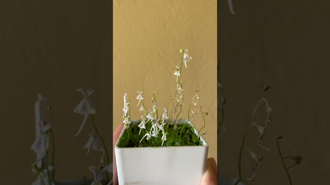 Utricularia sandersonii