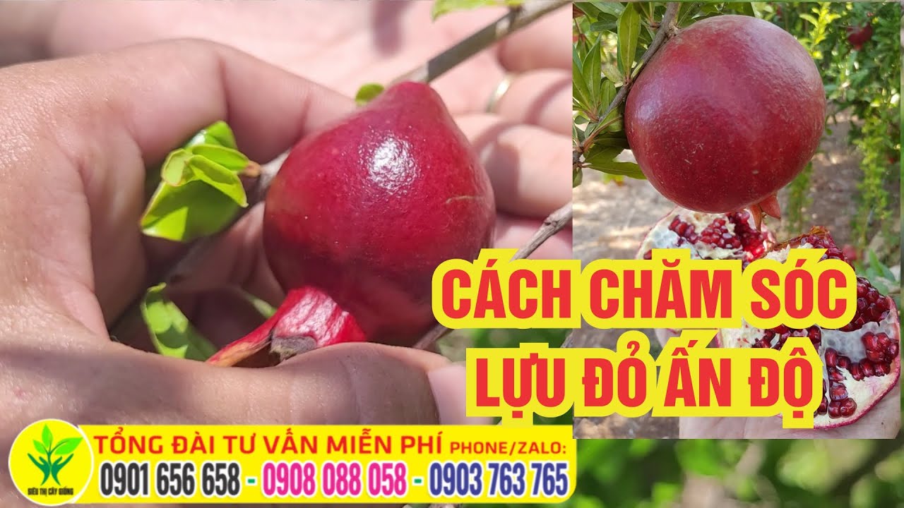 Lựu đỏ ẤN Độ TỈA CÀNH TẠO TÁN NHƯ THẾ NÀO - youtube