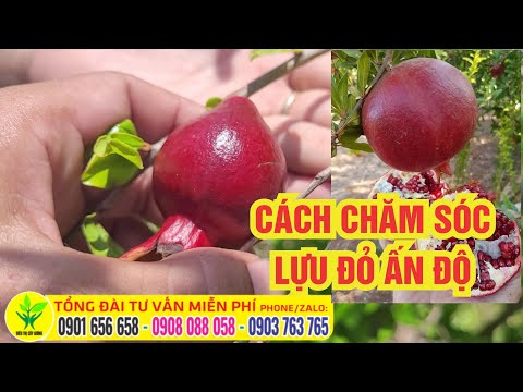 Video Lựu đỏ ẤN Độ TỈA CÀNH TẠO TÁN NHƯ THẾ NÀO - youtube