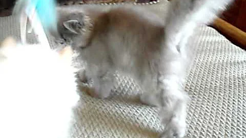Watch the video about Purrerze Flame Point & Blue Persian Boys Playing on the bed