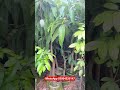 #viralvideo #fruit #mongoliatravel #followme #farming #video #garden #viralvideo