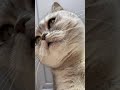 Смешные коты - Майя #смешныекоты  #кошка #смешноевидео