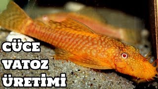 Download Cüce Vatoz Üretimi Video MP3 Cüce Vatoz Üretimi