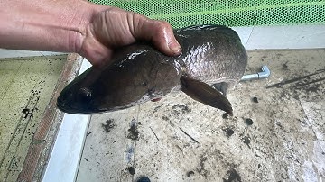 Kéo chài ao cá lâu năm bắt được cá lóc khủng