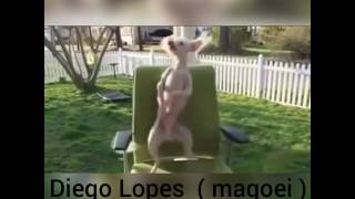 Uma Cachorrinha Que Dança Demais