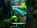 🐠🐋Aquarium Lovers Ki Favourite Fish | Pearl Gourami 💙  #facts #viral #shorts