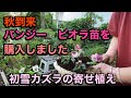 【ビオラ苗　購入】植え付けしました　【秋の寄せ植え】ダリア　初雪カズラ　作りました。