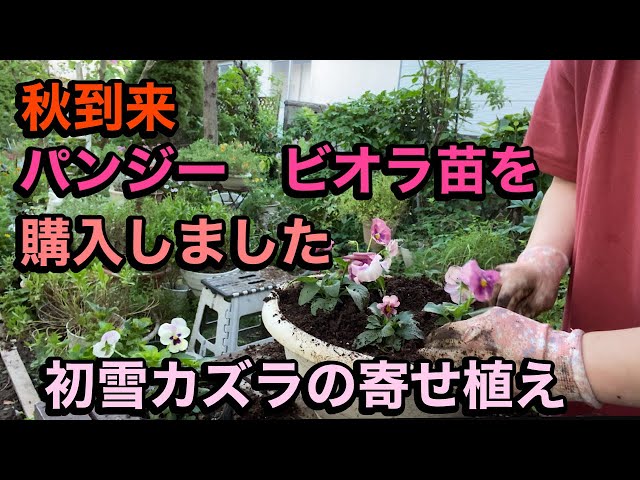 Viola seedlings purchased] Planted them [Autumn planting] Dahlias