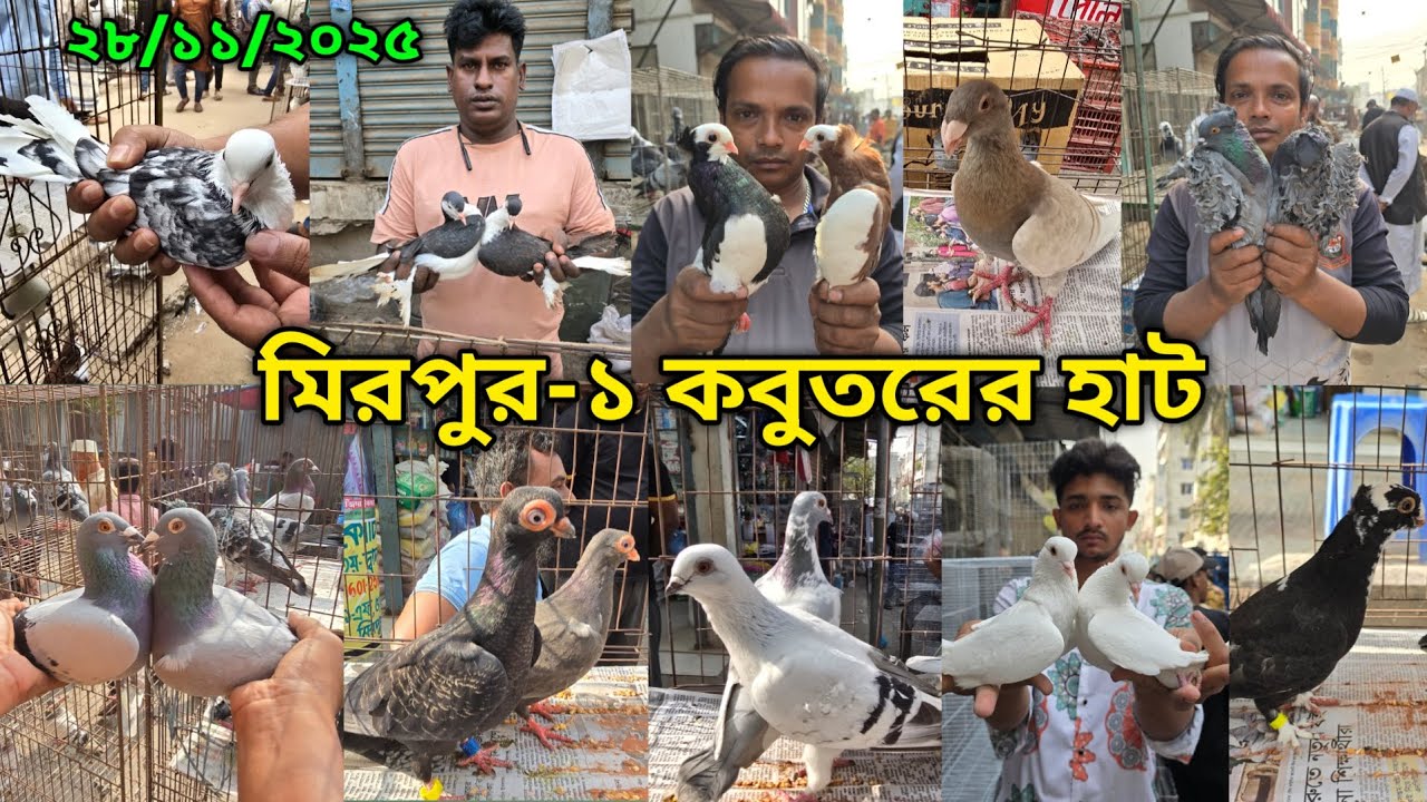 ২৮/১১/২০২৫ মিরপুর-১ কবুতর হাট || মিরপুর-১ কবুতরের হাট ২০২৫ || Mirpur-1 Pigeon Market || কবুতর বাজার